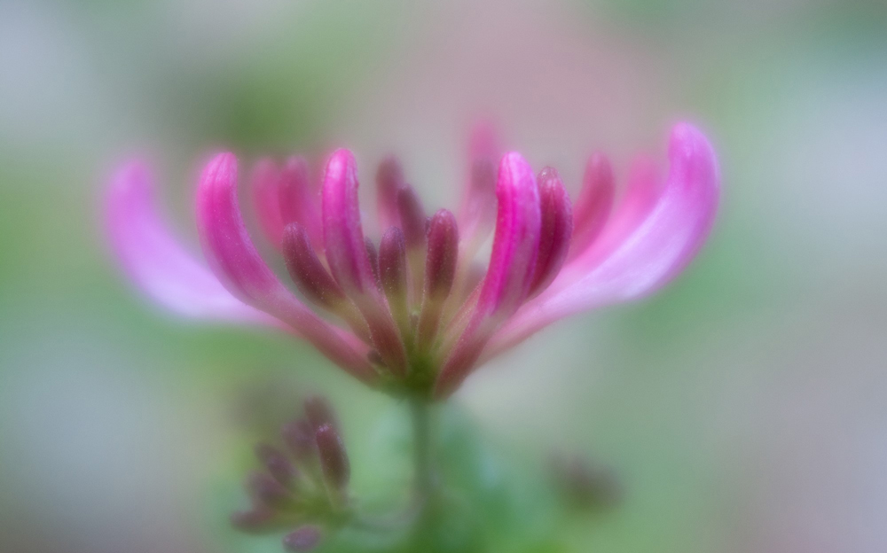 Photo of a pink flower